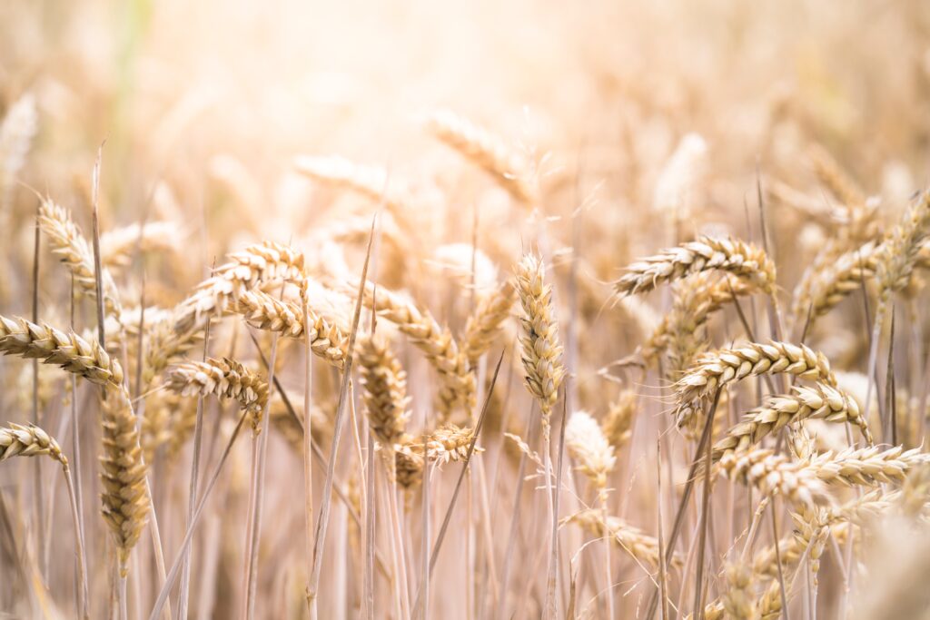 Wheat in farmland as a commodities investment.